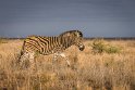 095 Kruger National Park, zebra